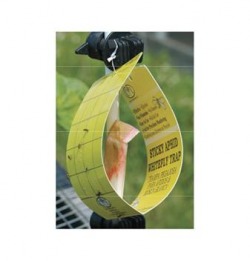 Attractant lures for seedcorn maggot (bean seed fly)
