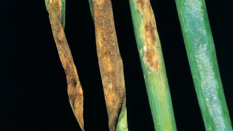 Peronospora Modell ISIP